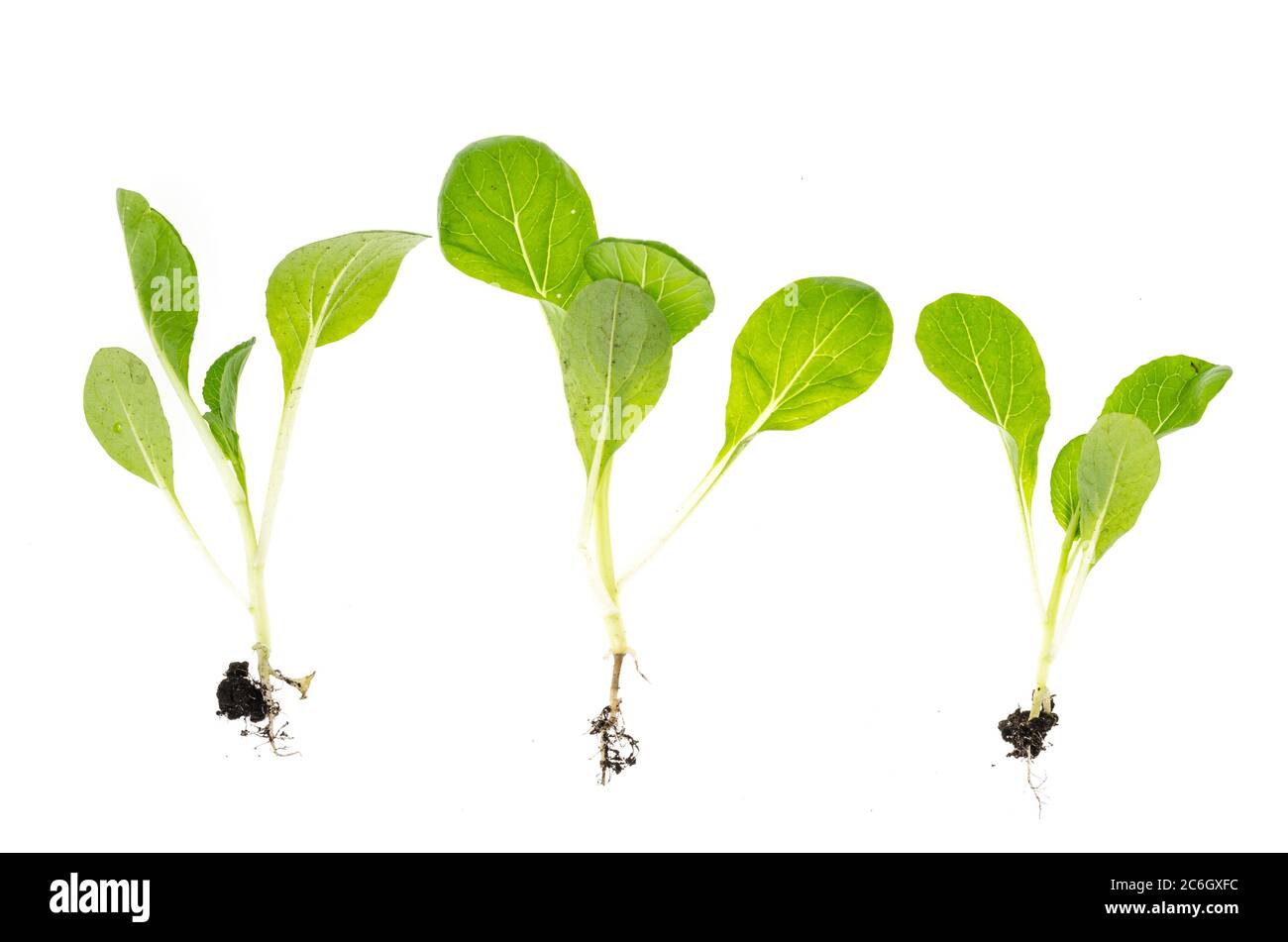 Microgreen. Young green shoots with roots isolated on white background. Stock Photo