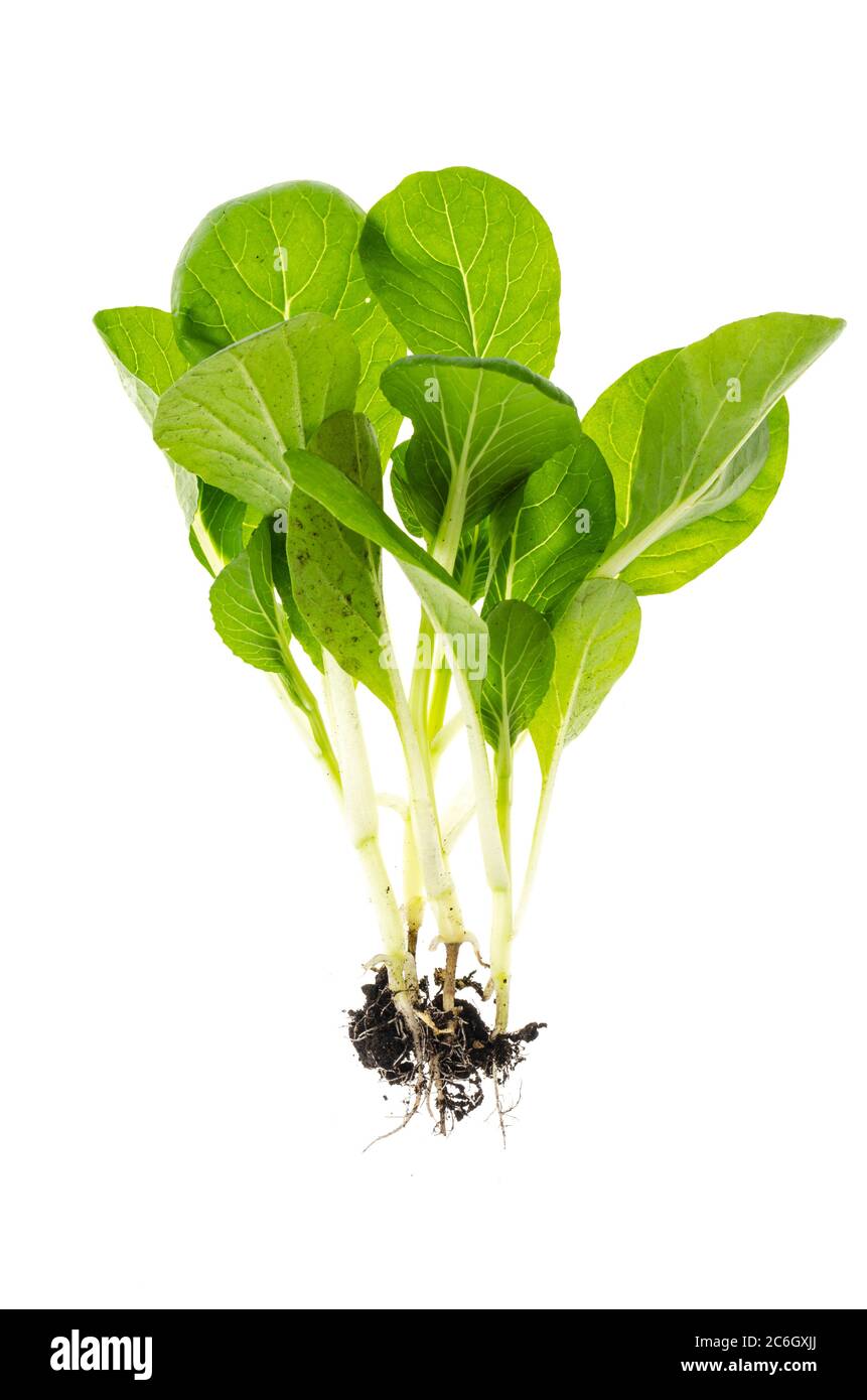 Microgreen. Young green shoots with roots isolated on white background. Stock Photo