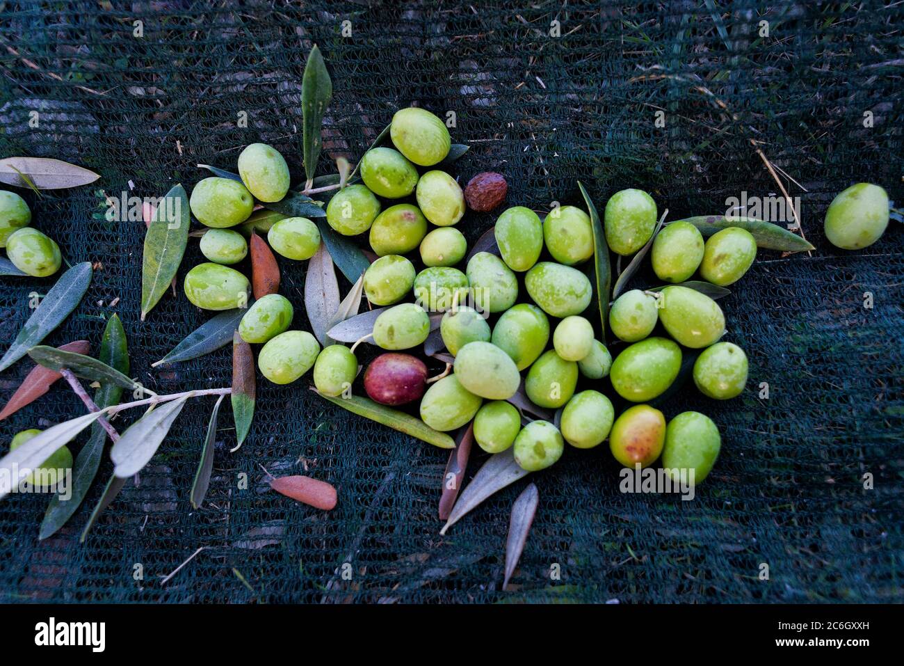 Olive Grove Greece High Resolution Stock Photography and Images Alamy