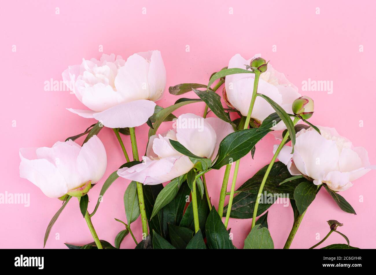 Fresh pink peonies on gentle pastel background Stock Photo - Alamy