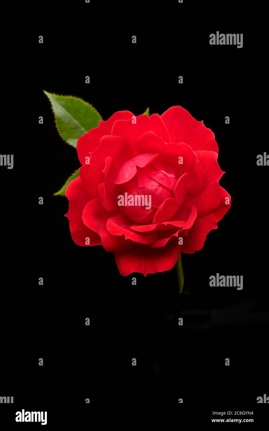 Red rose in bloom Stock Photo