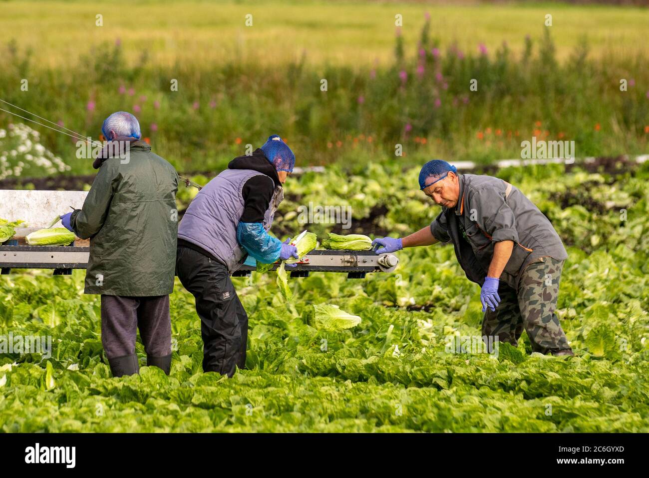 Summer Lettuce harvesting in Tarleton, Lancashire. July, 2020. UK Weather. EU migrant workers harvesting lettuce on sunny showery morning in the area known as 'The Salad Bowl' of West Lancashire. Farms have been hit with a shortage of the European migrant workers that Britain relies on to bring in the vegetable and salad crops. This shortage means that local arms are now pooling workers, transporting them from farm to farm as required. The UK requires about 80,000 seasonal workers to pick the vegetable harvest and virtually all come from Eastern Europe. Stock Photo