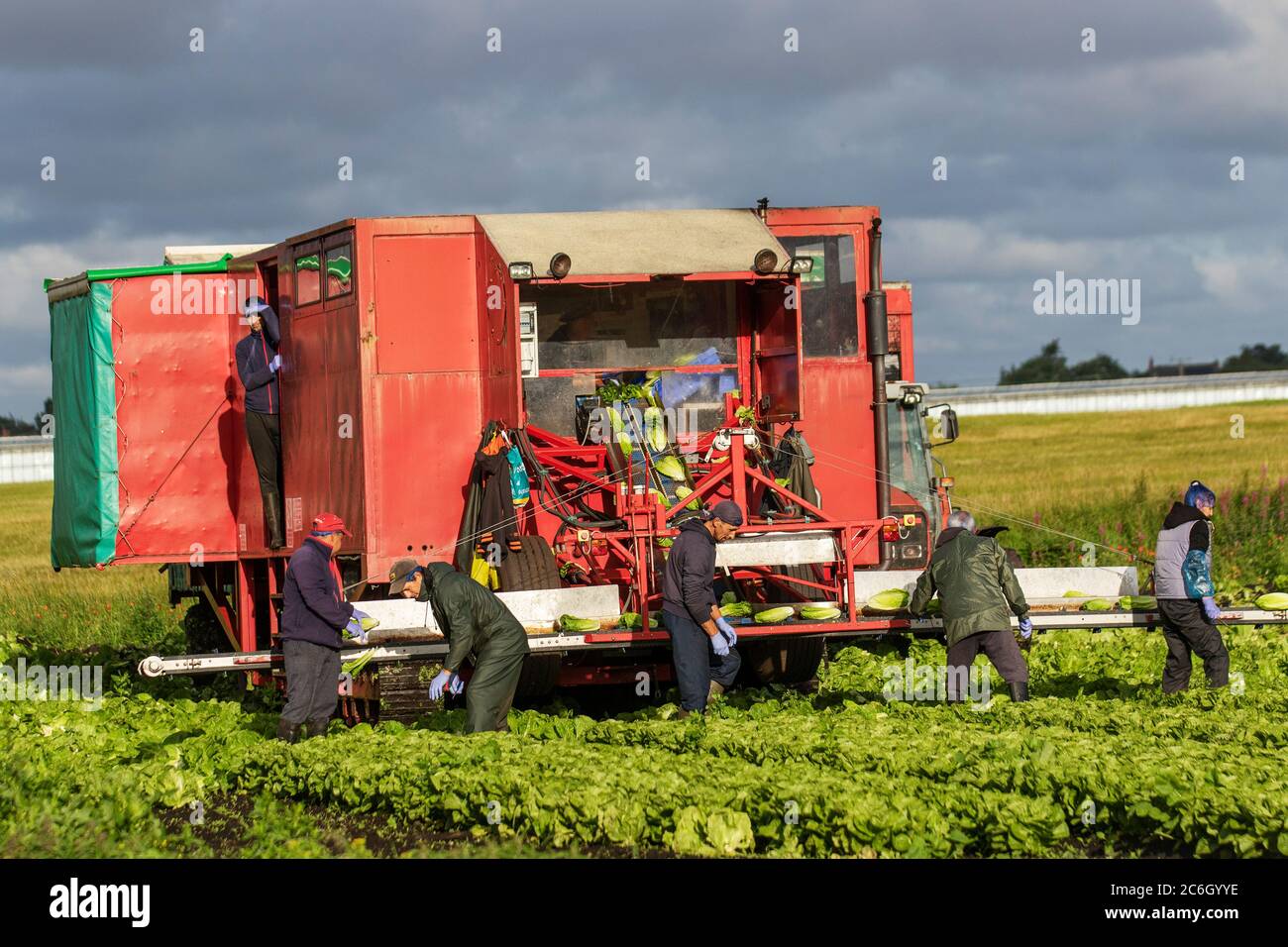 Summer Lettuce harvesting in Tarleton, Lancashire. July, 2020. UK Weather. EU migrant workers harvesting lettuce on sunny showery morning in the area known as 'The Salad Bowl' of West Lancashire. Farms have been hit with a shortage of the European migrant workers that Britain relies on to bring in the vegetable and salad crops. This shortage means that local arms are now pooling workers, transporting them from farm to farm as required. The UK requires about 80,000 seasonal workers to pick the vegetable harvest and virtually all come from Eastern Europe. Stock Photo