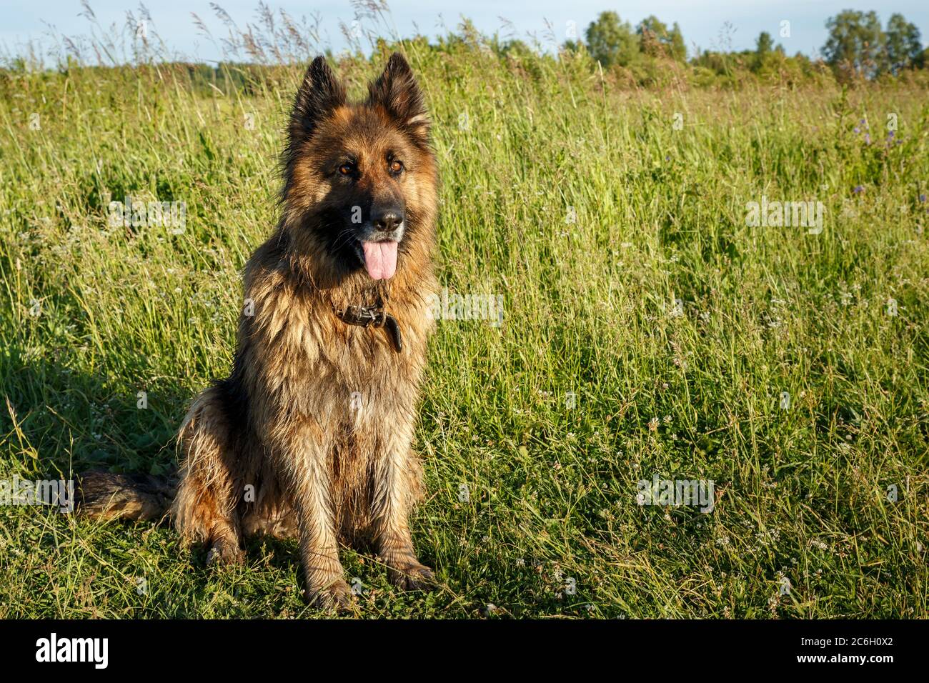 German shepherd dog sitting in the green grass in the meadow Stock ...