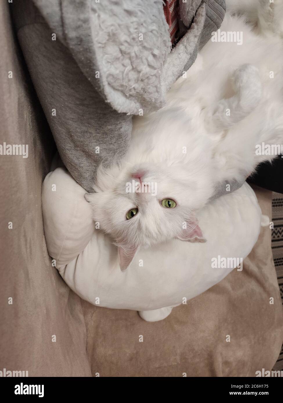 a white cat sleeping on the couch Stock Photo - Alamy