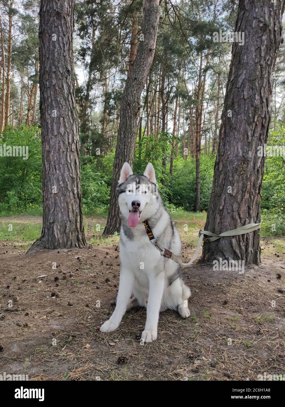 White wolf near grass hi-res stock photography and images - Alamy