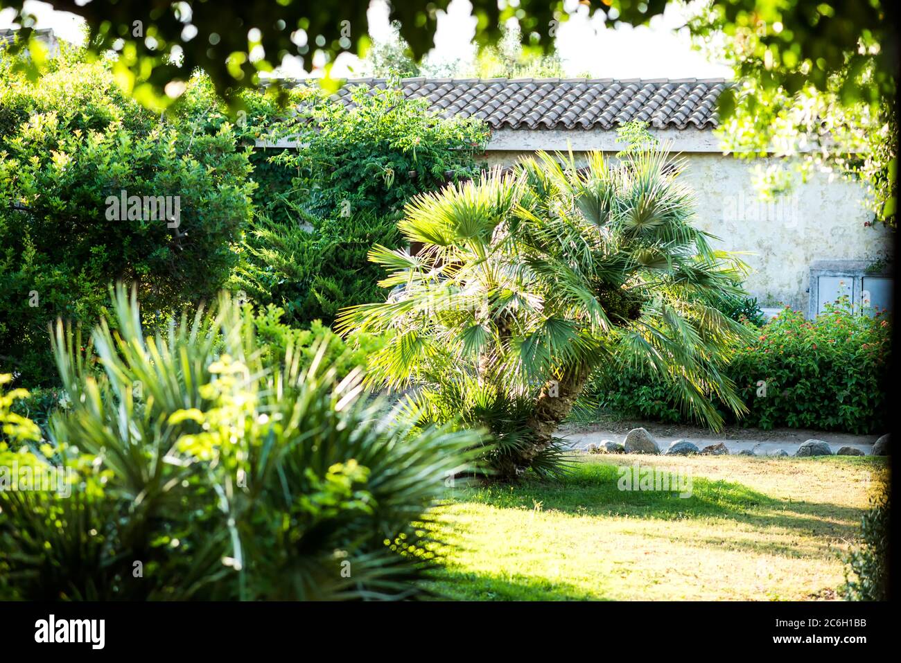 Garden with Tropical Palm Tree. Green Grass Stock Photo Alamy