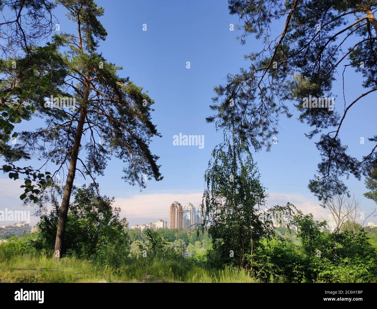 beautiful pine trees in the forest Stock Photo - Alamy
