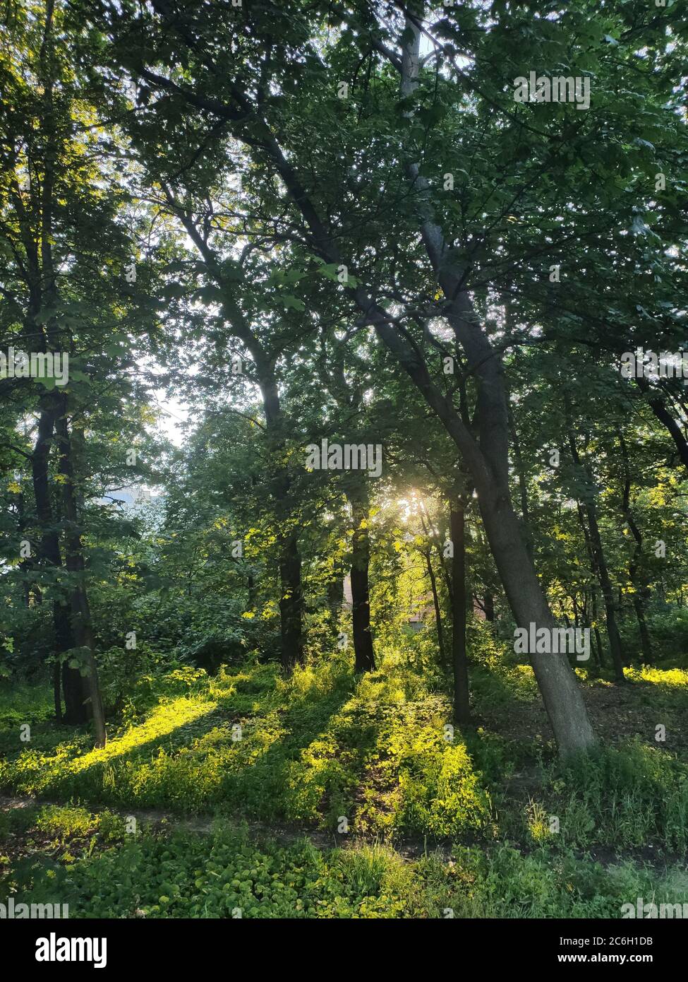 beautiful pine trees in the forest Stock Photo - Alamy
