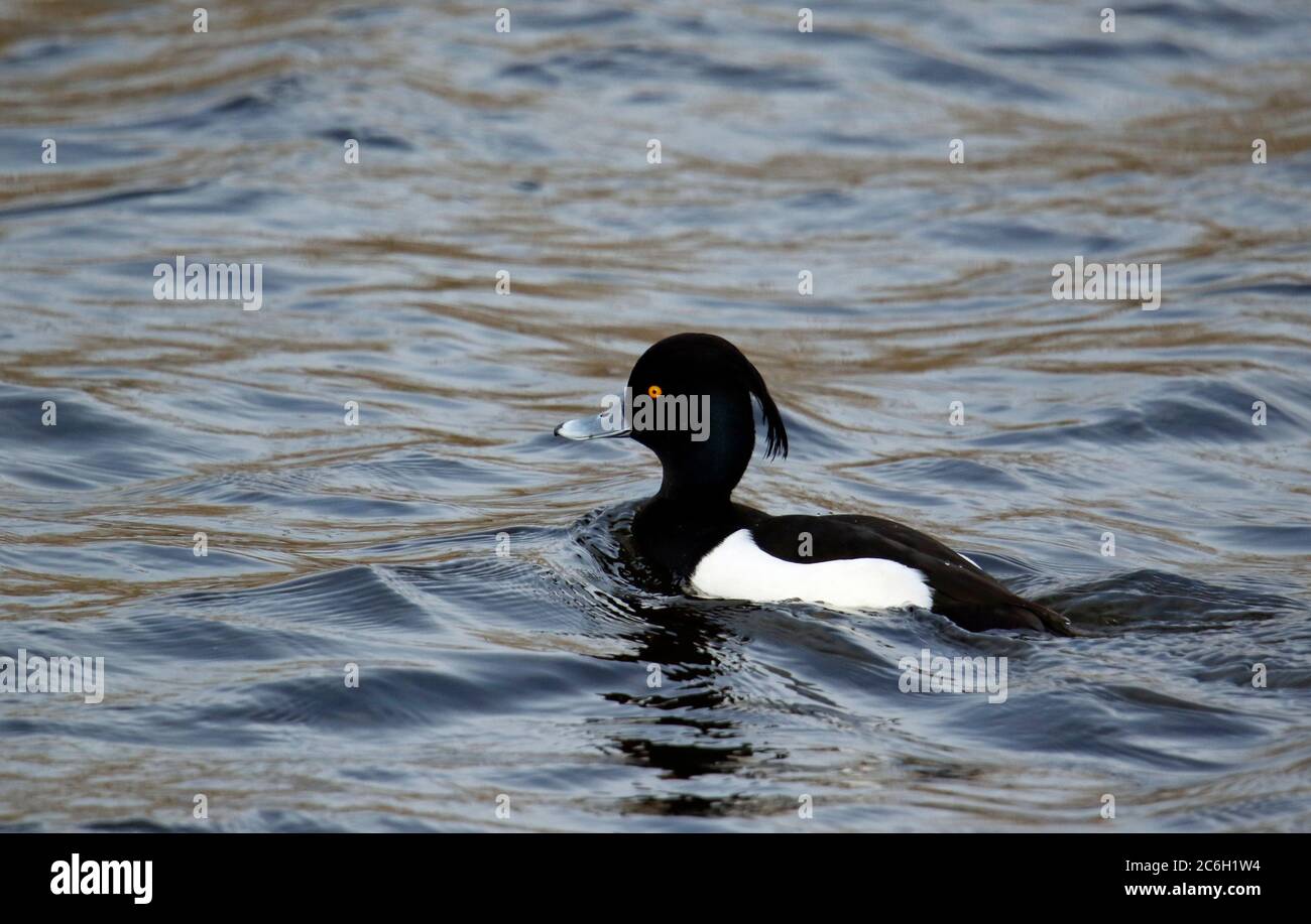 Tufted duck swimming on the lake Stock Photo