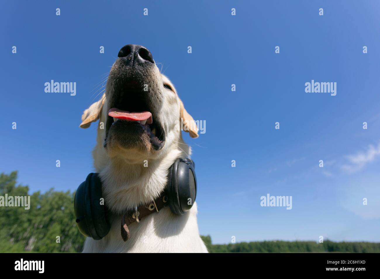 funny DJ labrador retriever dog with tongue hanging out on blue