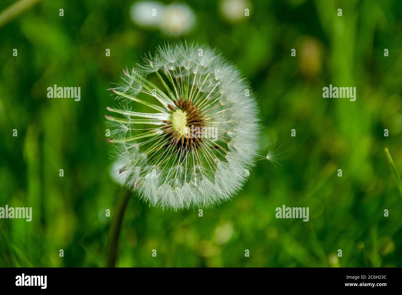 A dandelion with its seeds at sight on a green background, Taraxacum erythrospermum Stock Photo