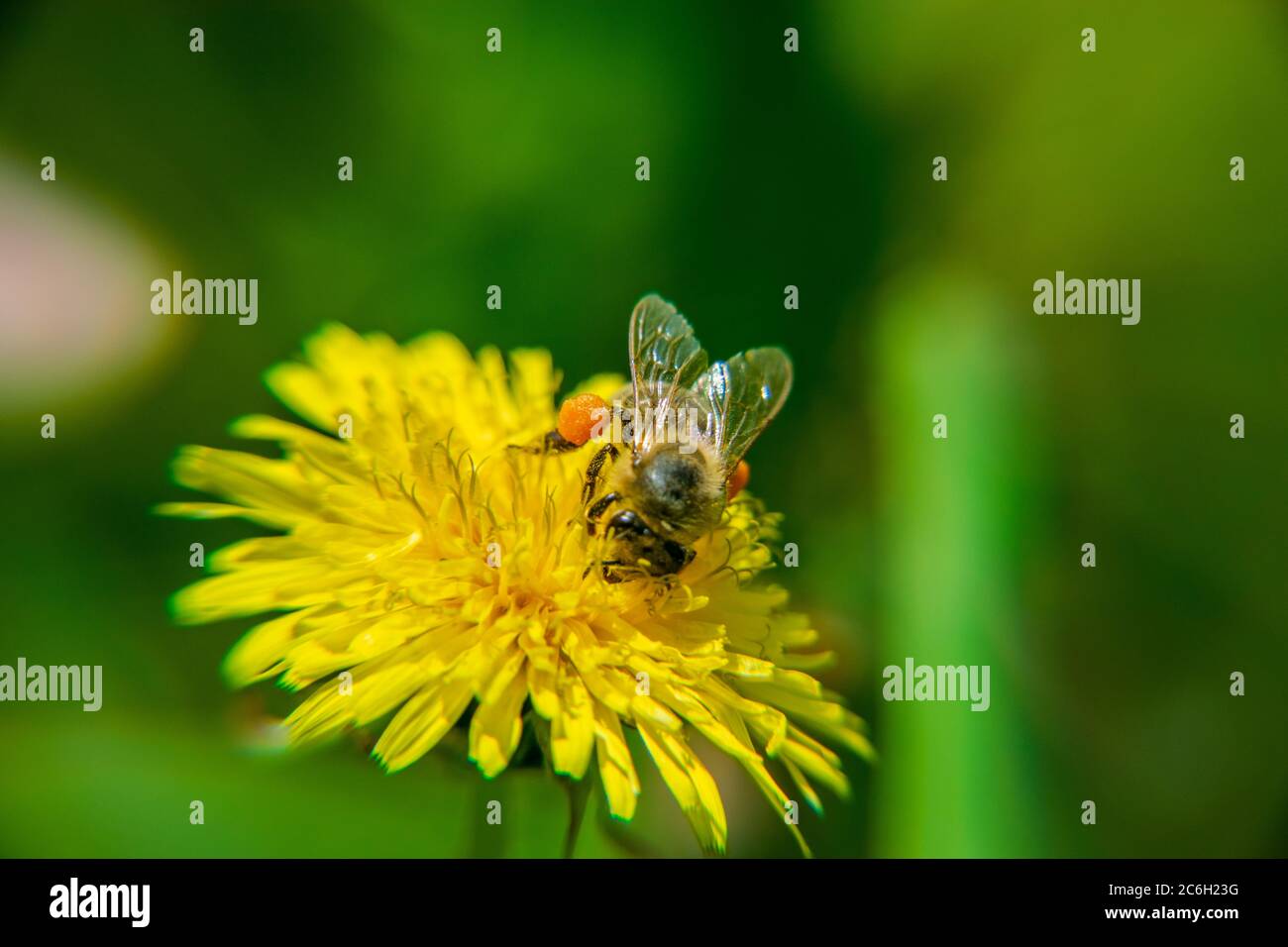 A bee on a beautiful yellow dandelion, Taraxacum erythrospermum Stock Photo