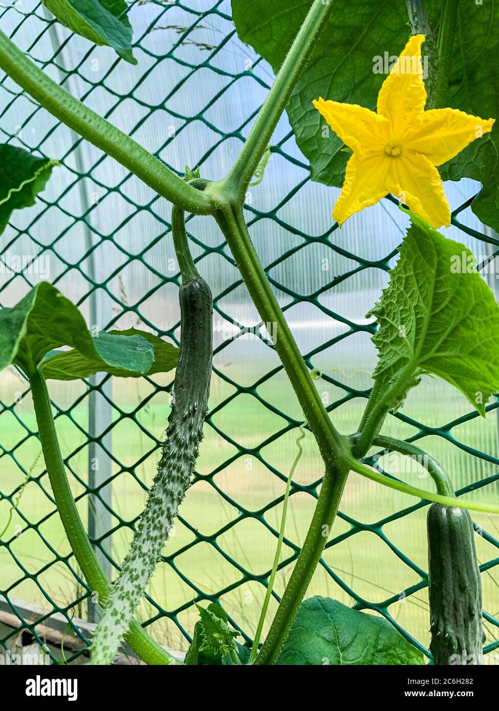 Fruit and flower of growing Chinese cucumber. Stock Photo