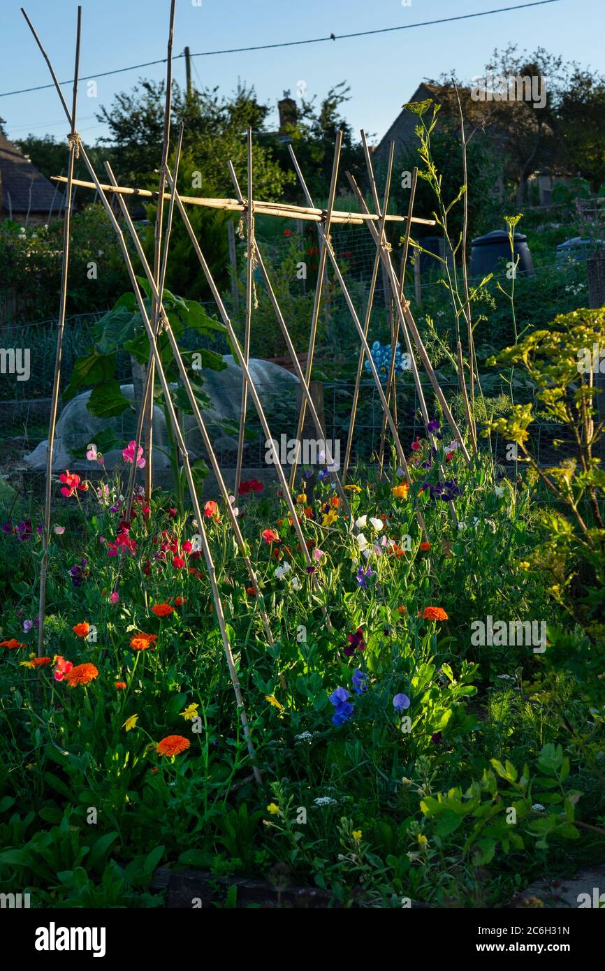 typical english allottment Stock Photo