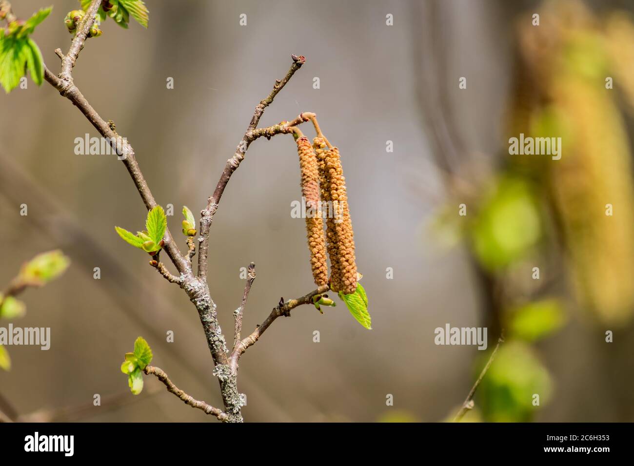 Birch branch bud tree hi-res stock photography and images - Alamy