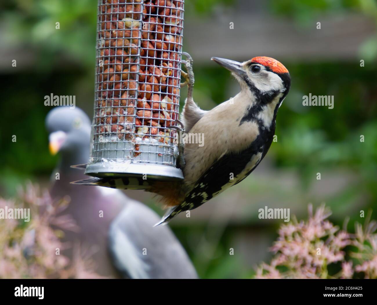 Woodpecker on a mesh feeder Stock Photo