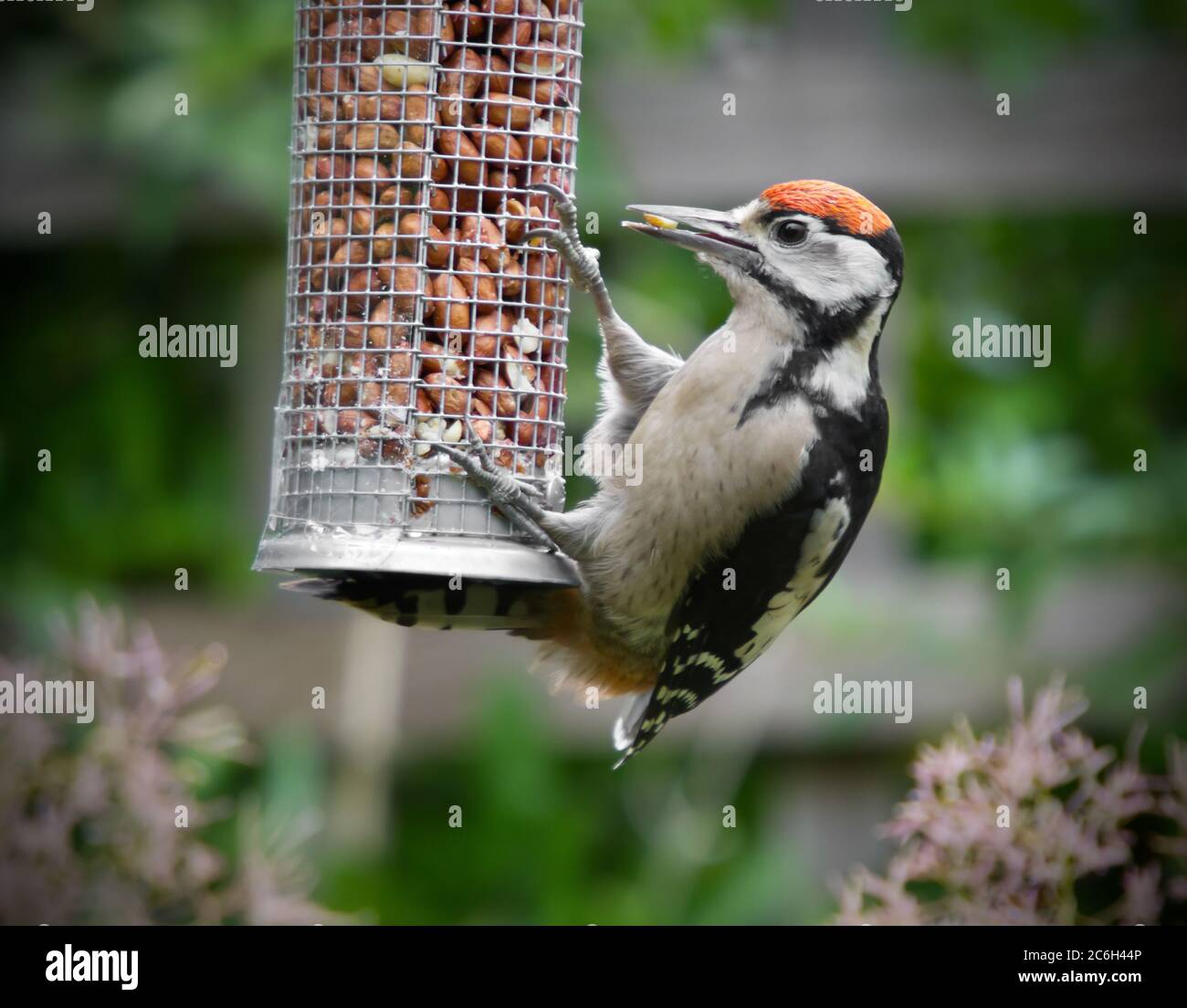Woodpecker on a mesh feeder Stock Photo
