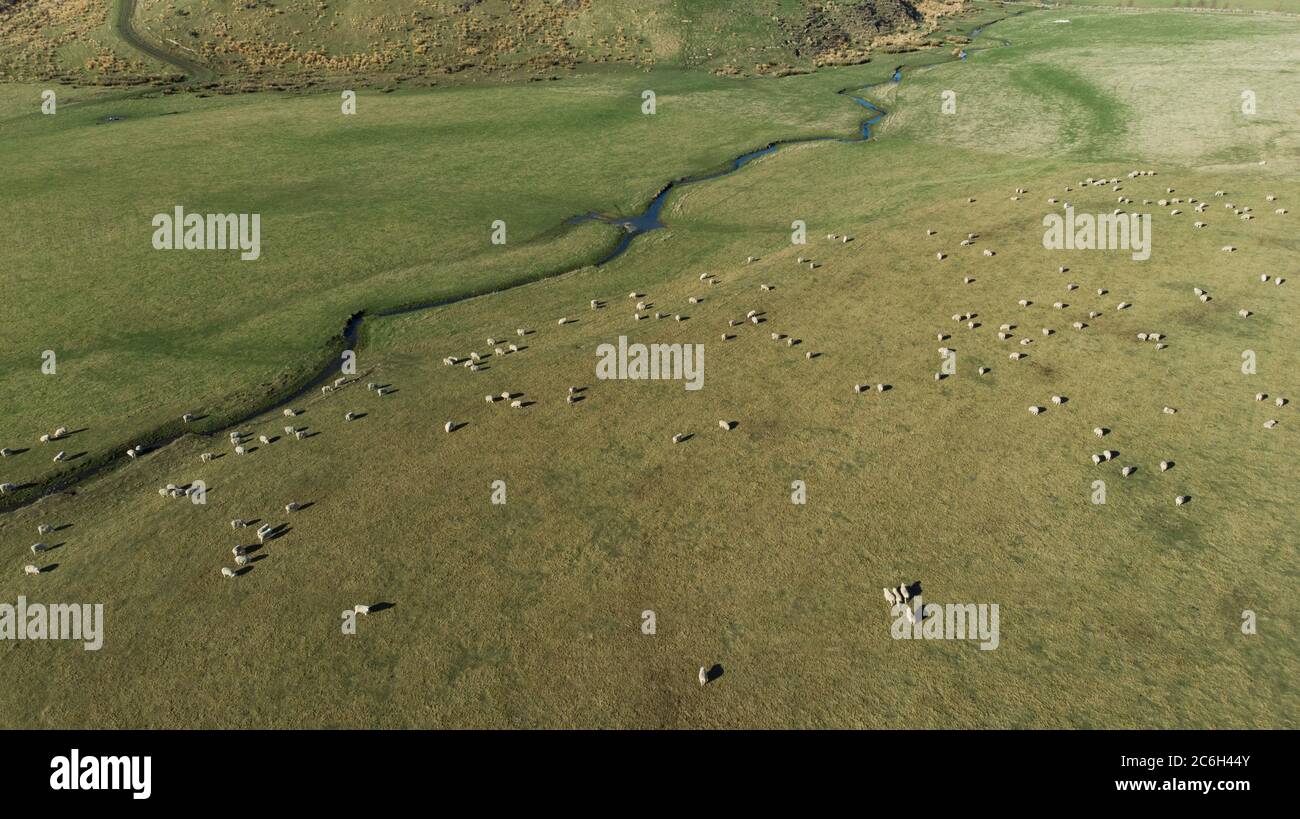 Aerial shot - Flock of sheep in nature on meadow. Rural farming outdoor in New Zealand. Stock Photo