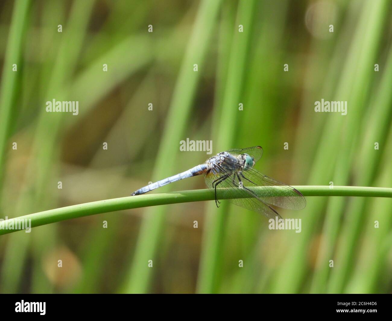 Brown Canyon Ranch July 9, 2020 - Dragonfly 2 Stock Photo