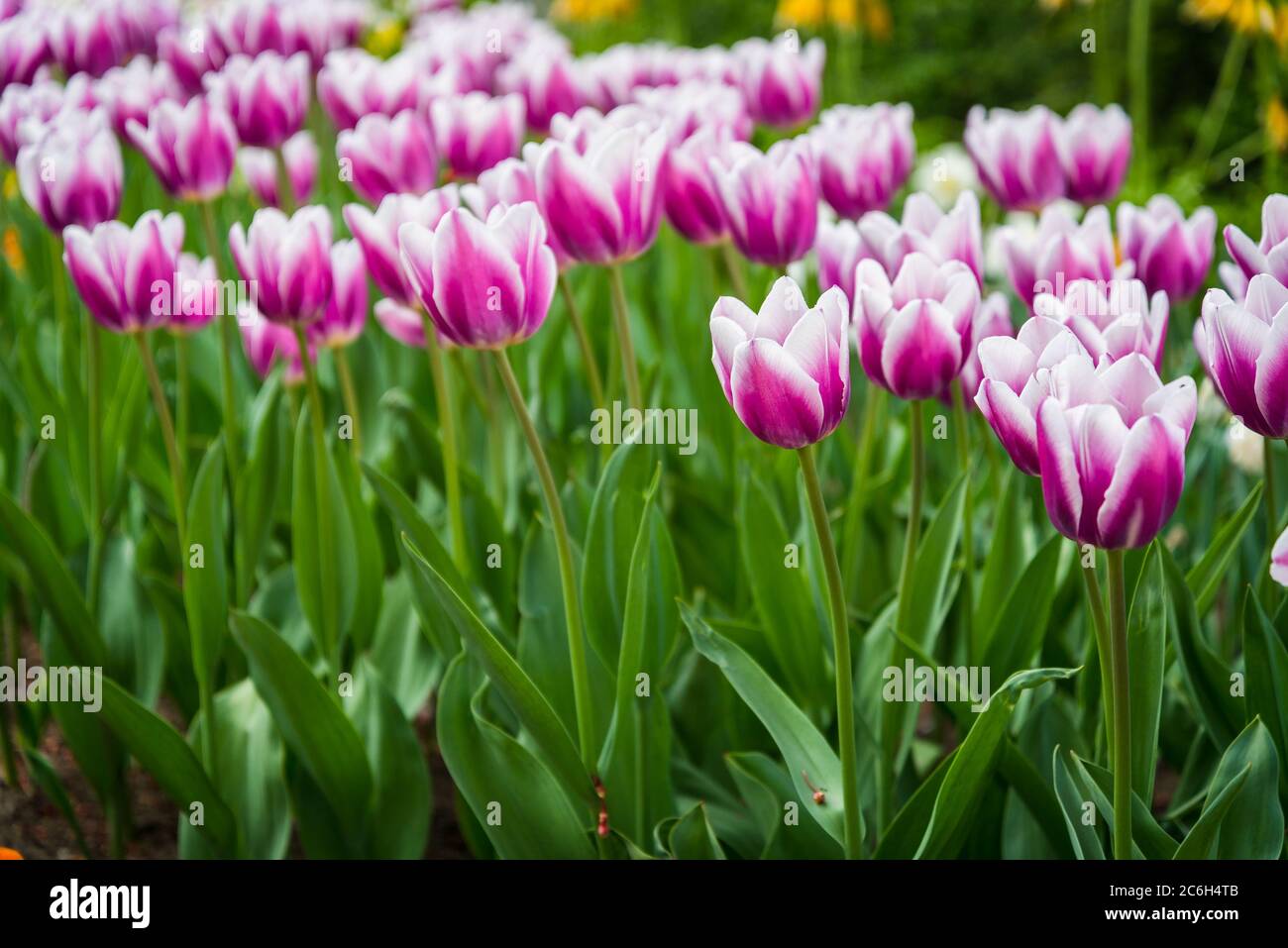 Many pink white tulips in the park in Kosice during spring. Spring blossom Stock Photo