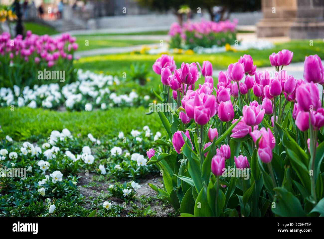 Many pink tulips in the park in Kosice during spring. Spring blossom Stock Photo
