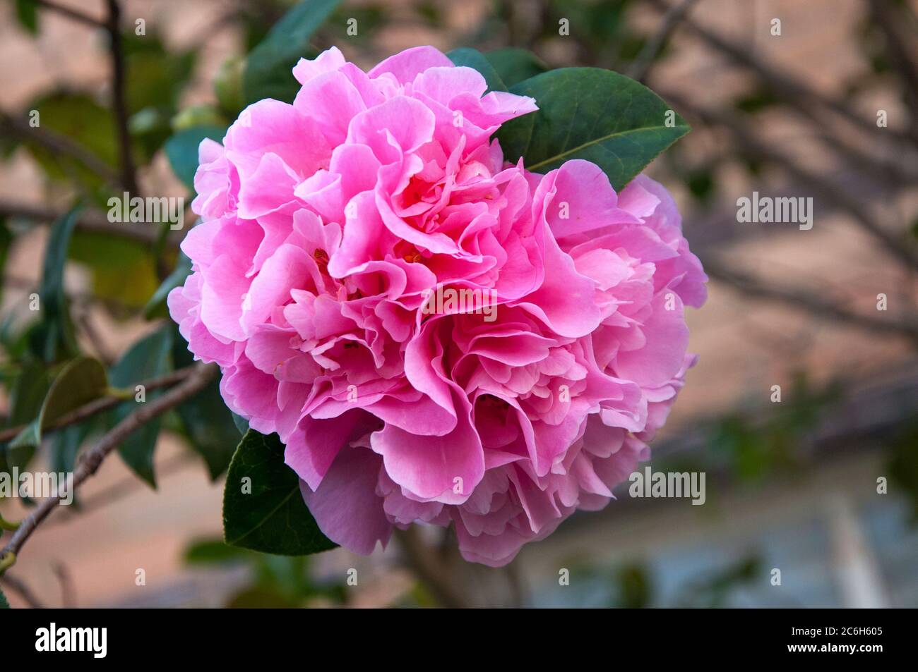 Double camellia, c. japonica, flowering in southeastern Australia Stock Photo