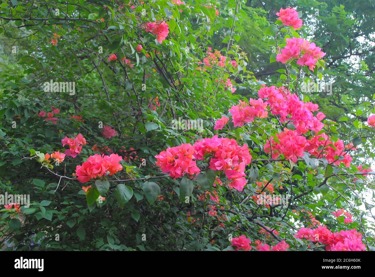 Bougenvil flower is one type of flower with many color variants Stock Photo