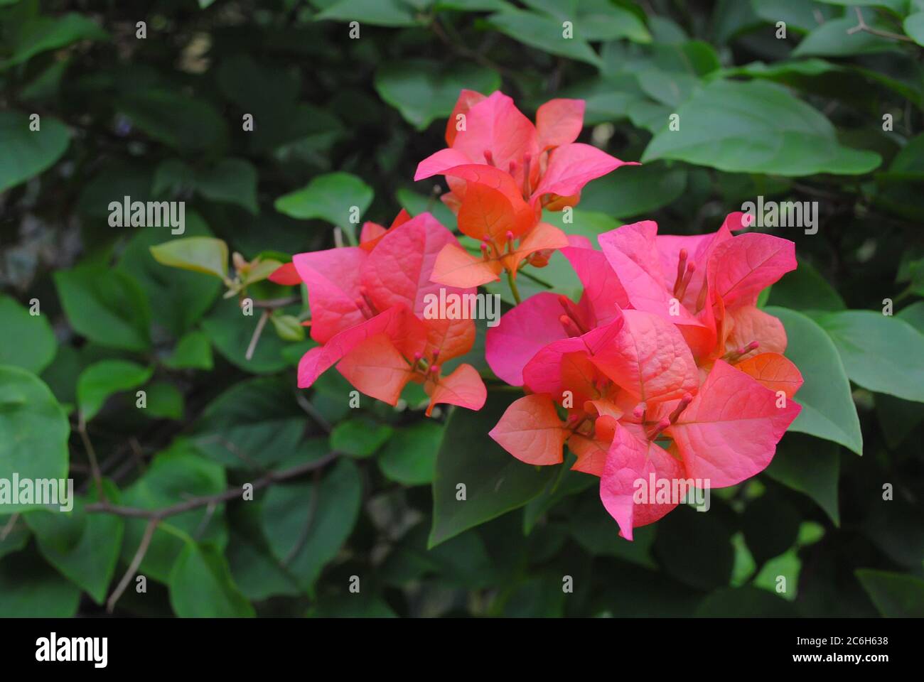 Bougenvil flower is one type of flower with many color variants Stock Photo