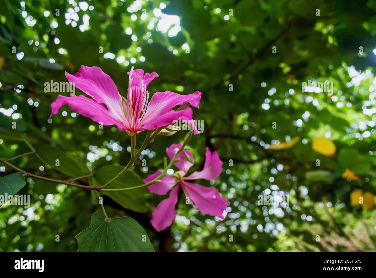 Focus on red flower hi-res stock photography and images - Alamy