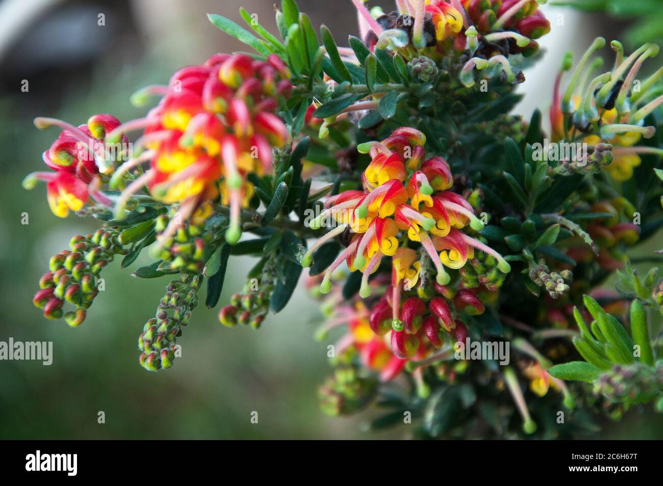 Grevillea lanigera x lavandulacea 'Winter Delight' flowering in Melbourne, Australia Stock Photo