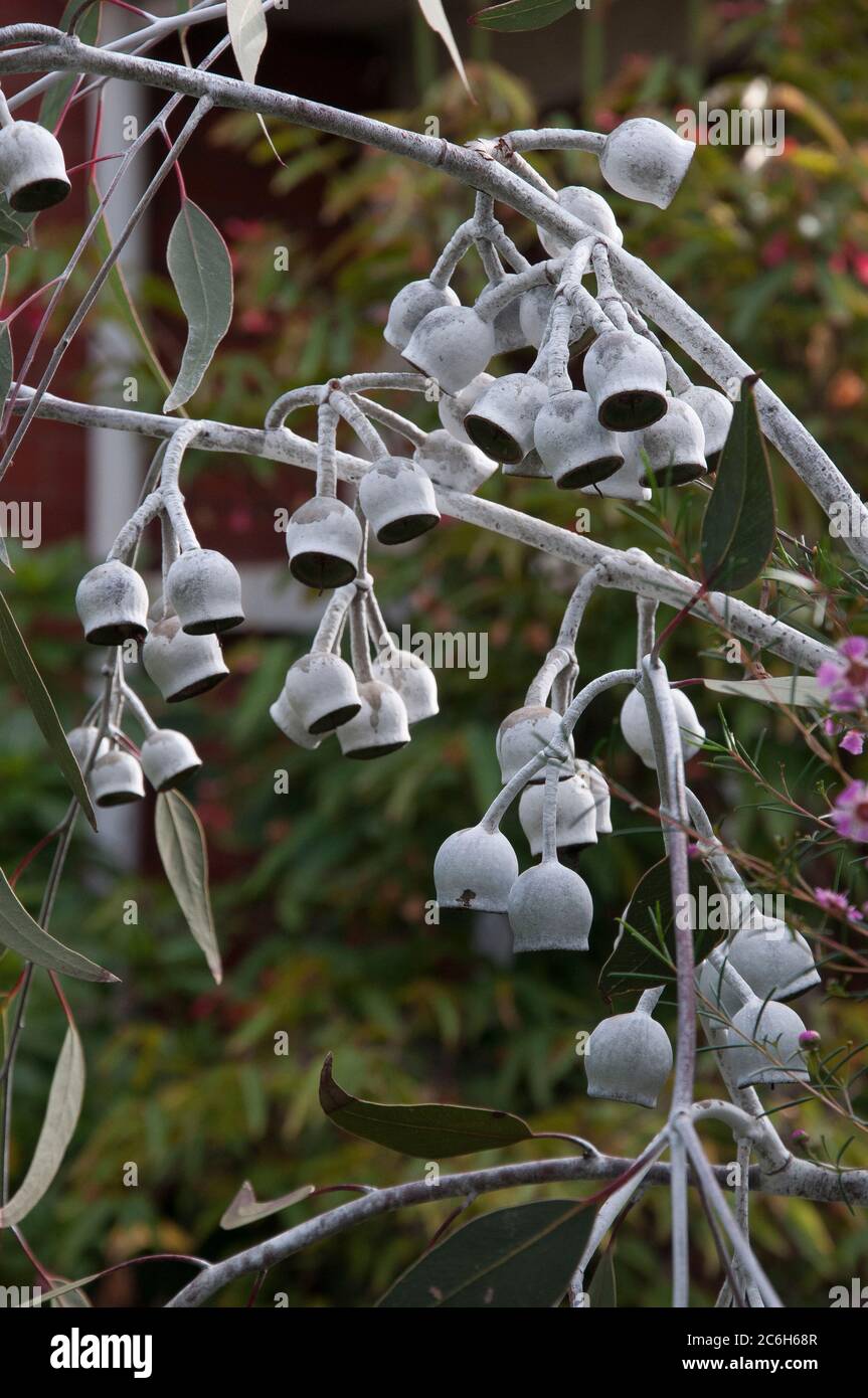 Eucalyptus caesia, ‘Silver Princess’, an Australian native eucalypt tree, Melbourne, Australia