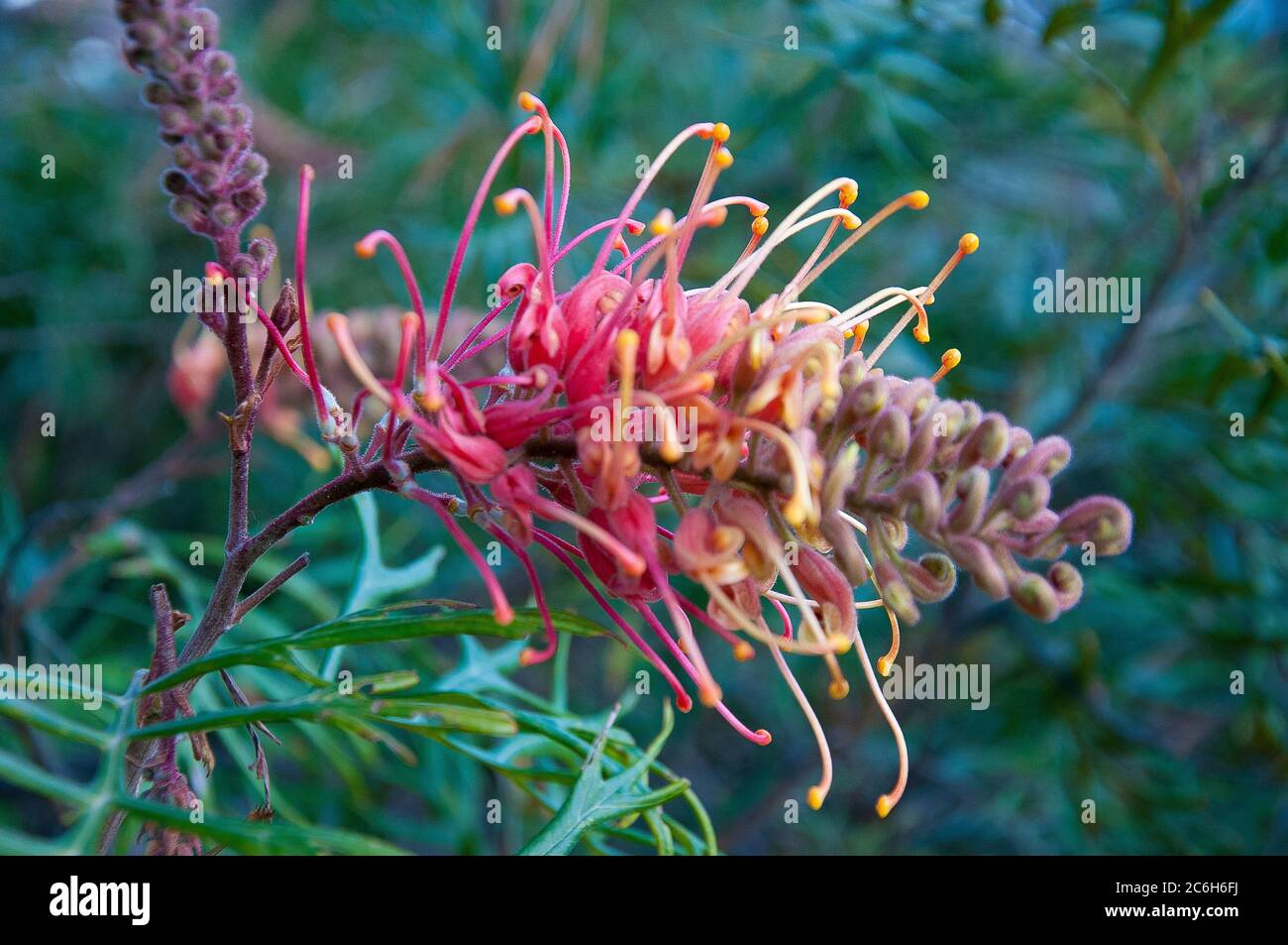 Grevillea 'Robyn Gordon'  an Australian cultivar planted widely across Australia and beyond Stock Photo