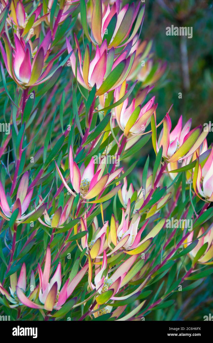 Protea leucadendron, a South African native, flowering in Melbourne, Australia, July 2020 Stock Photo