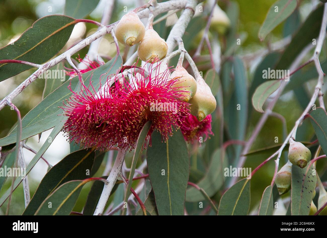 Eucalyptus leucoxylon, Red Flowering Yellow Gum, Melbourne, Australia Stock Photo