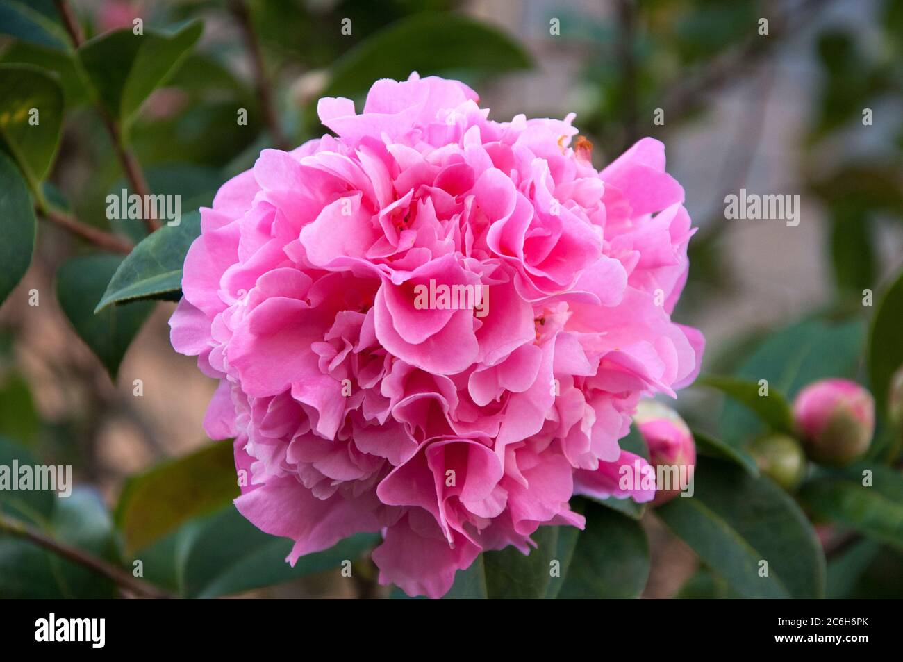 Double camellia, c. japonica, flowering in southeastern Australia, July 2020 Stock Photo