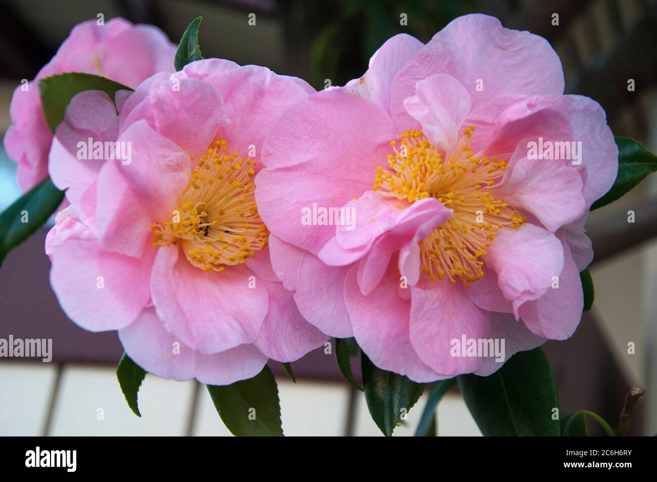 Double camellia, c. japonica, flowering in southeastern Australia, July 2020 Stock Photo