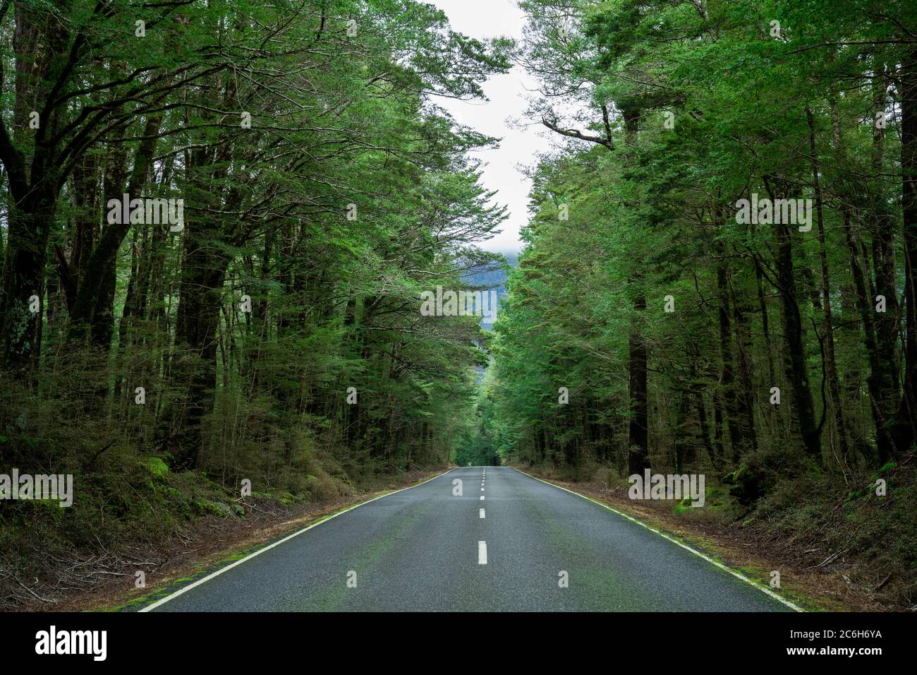 Open Highway Road in future, no cars, auto on asphalt road through green forest, trees, pines, spruces. Stock Photo
