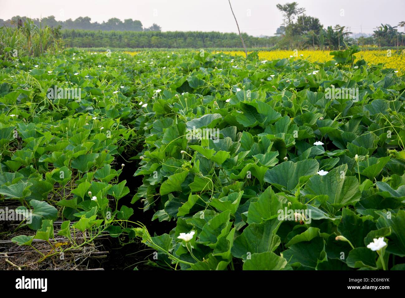Close up of the green vines, leaves and white flower of Lauki plants or calabash, bottle, white-flower gourd, lagenaria siceraria, selective focusing Stock Photo