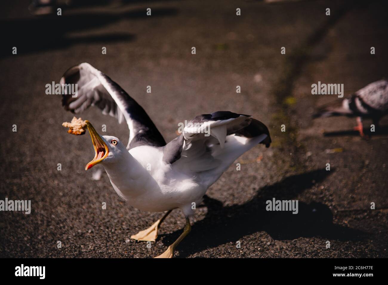 Starving seagull being fed with eyes full of rage while grabbing a small loaf of bread conveys hunger, starvation and live or die concepts Stock Photo
