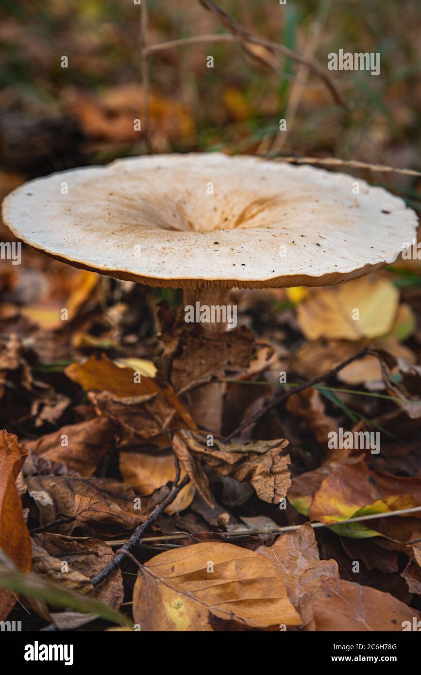 Wild mushroom closeup (Albogymnopilus sp) with tall thin stem and round, large cap among a fat yellow foliage. Wild fungi or fungus (Albogymnopilus) Stock Photo