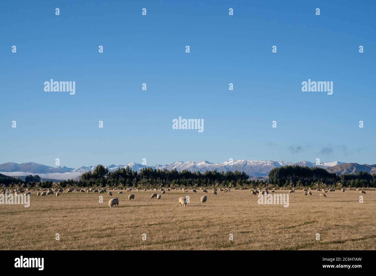 Flock of sheep in nature on meadow. Rural farming outdoor in New Zealand. Stock Photo