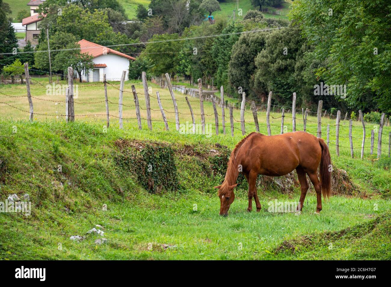 Brown horse in a village. Grazes and wags its tail on a farm pasture surrounded by a fence and trees Stock Photo