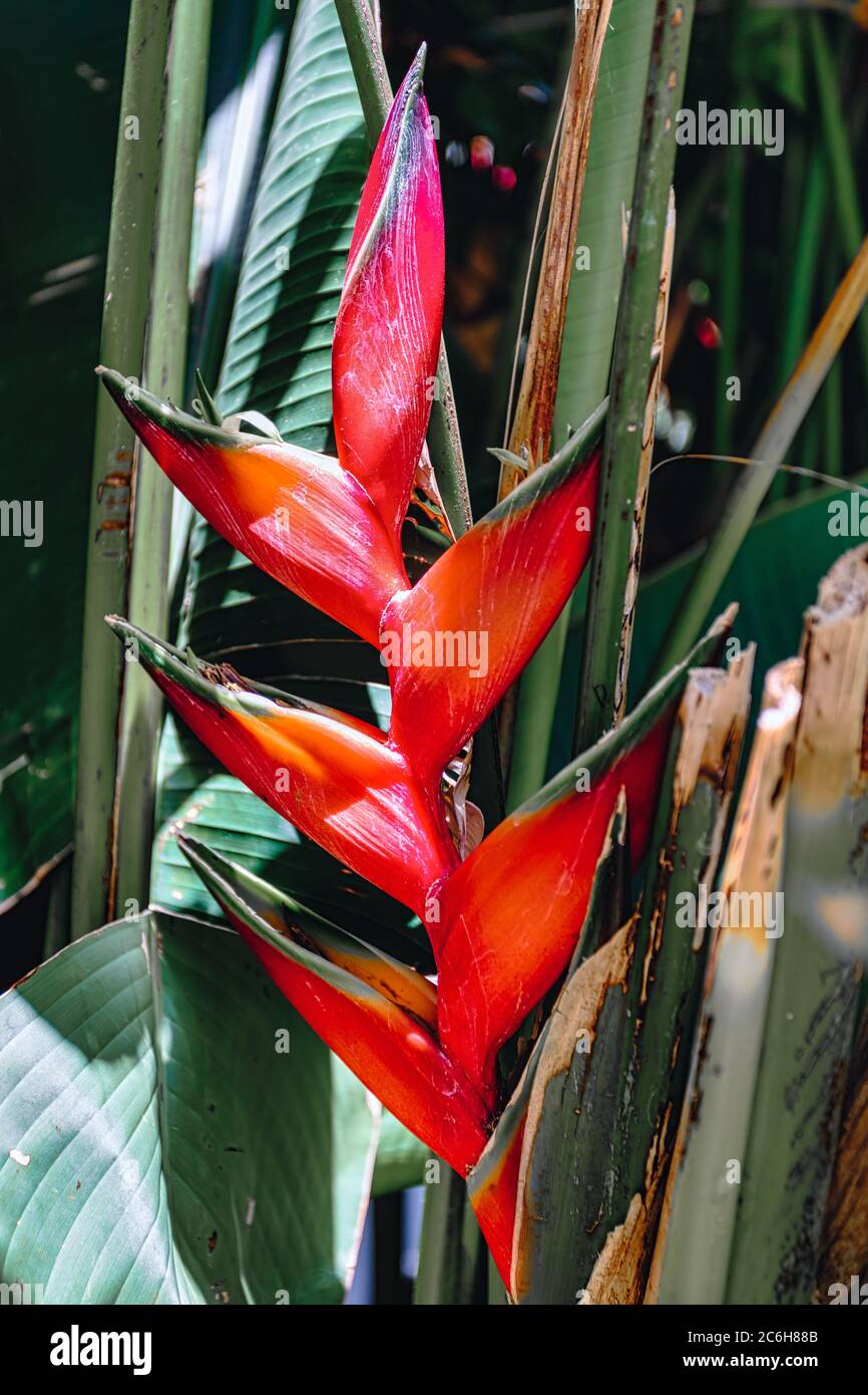 beautiful red Heliconia, flowering plants in the monotypic family Heliconiaceae. Ethiopia wilderness Stock Photo