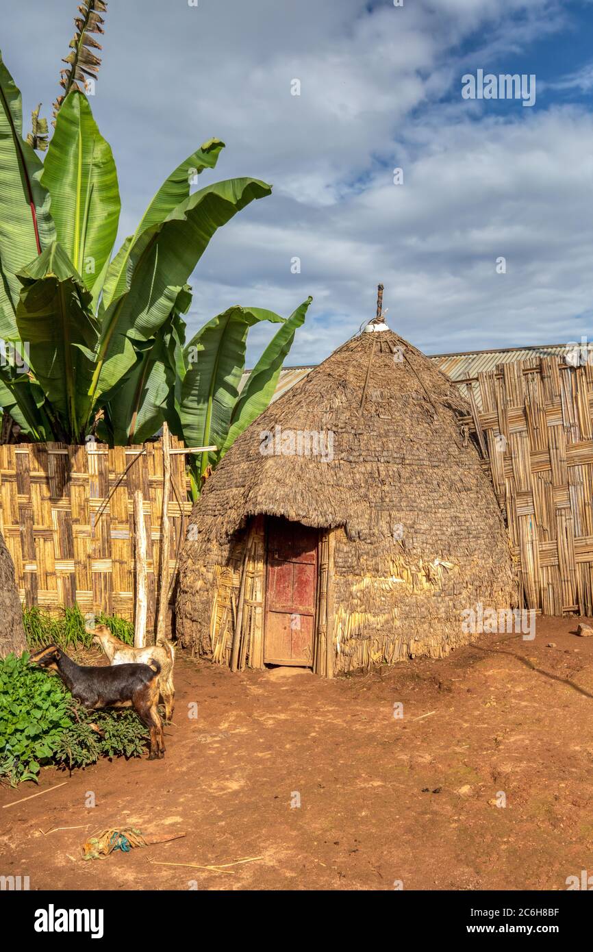 Traditional elephant-shaped huts made of wood and straws in Dorze Village, Ethiopia. Stock Photo