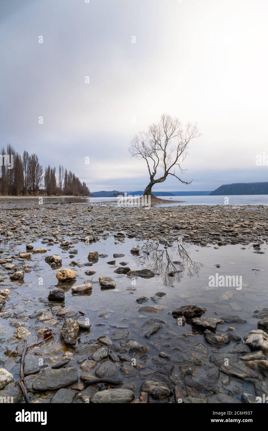 The lonely tree at Lake Wanaka with misty background, New Zealand. Stock Photo