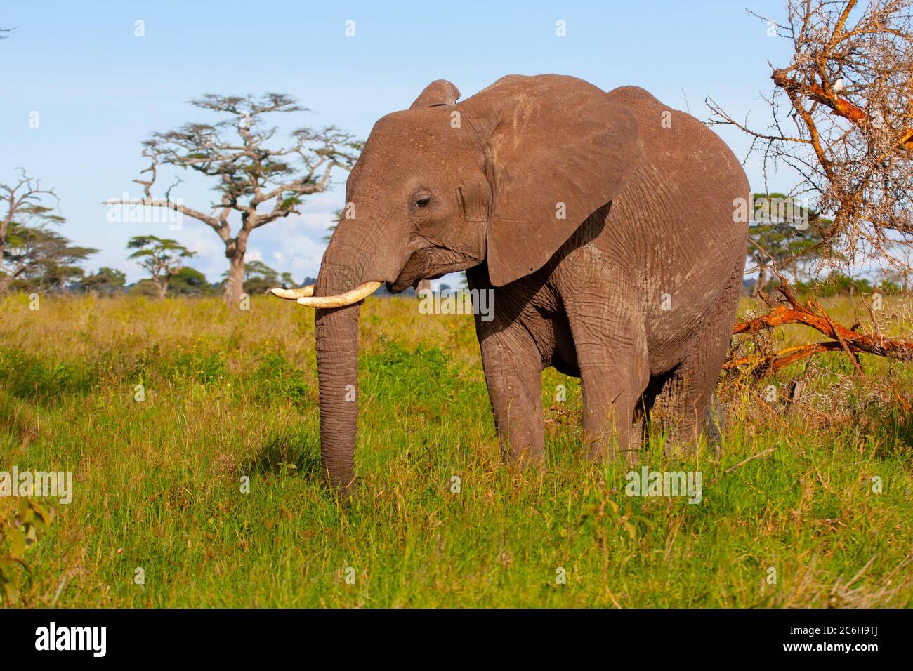 Juvenile African Bush Elephant (Loxodonta africana) as part of a herd Stock Photo