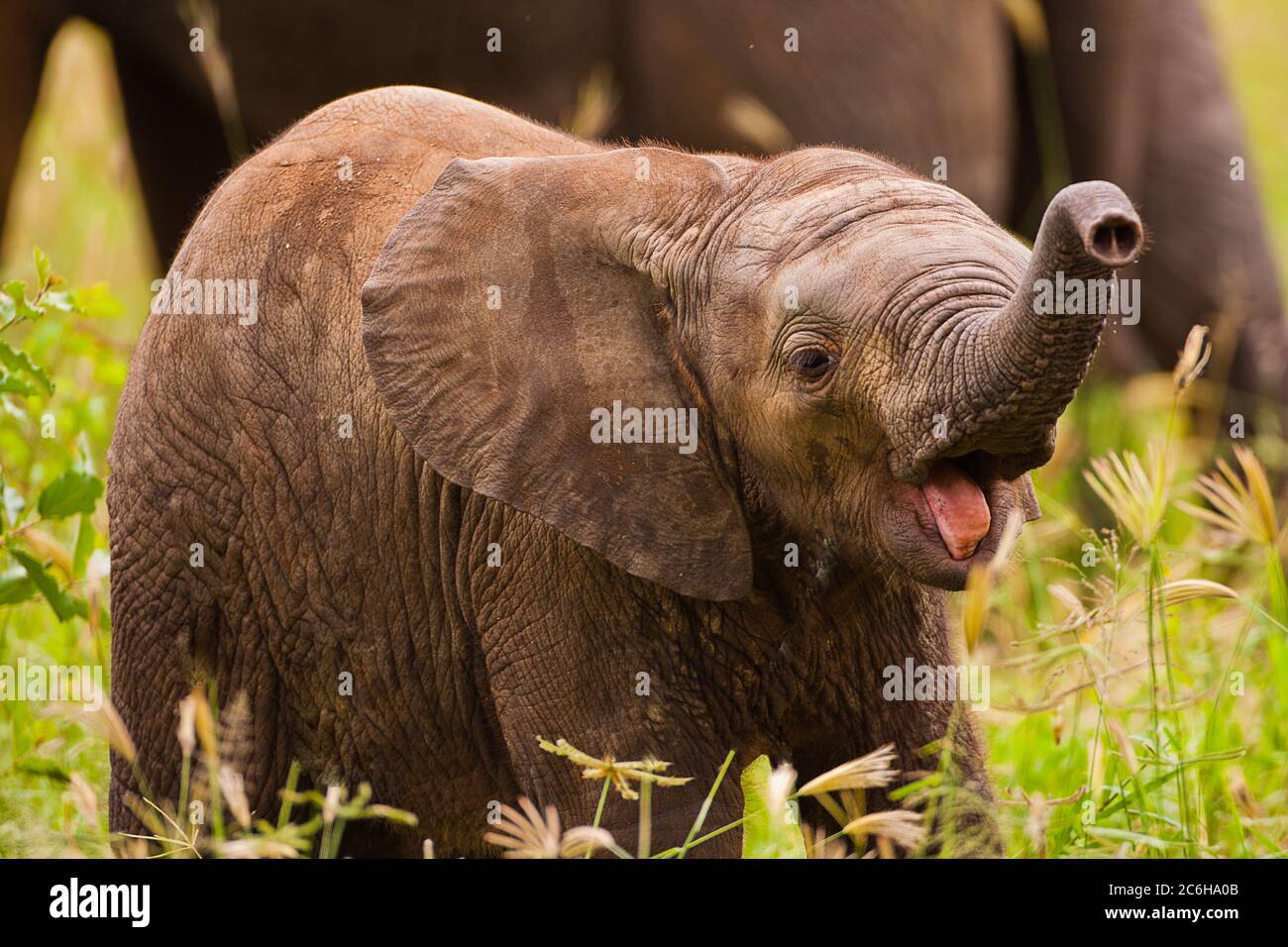 Juvenile African Bush Elephant (Loxodonta africana) as part of a herd Stock Photo