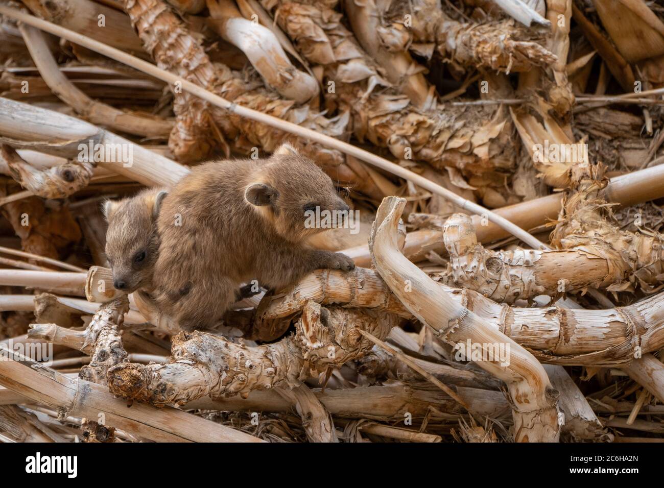 Rock Hyrax, (Procavia capensis). Photographed in Israel Stock Photo