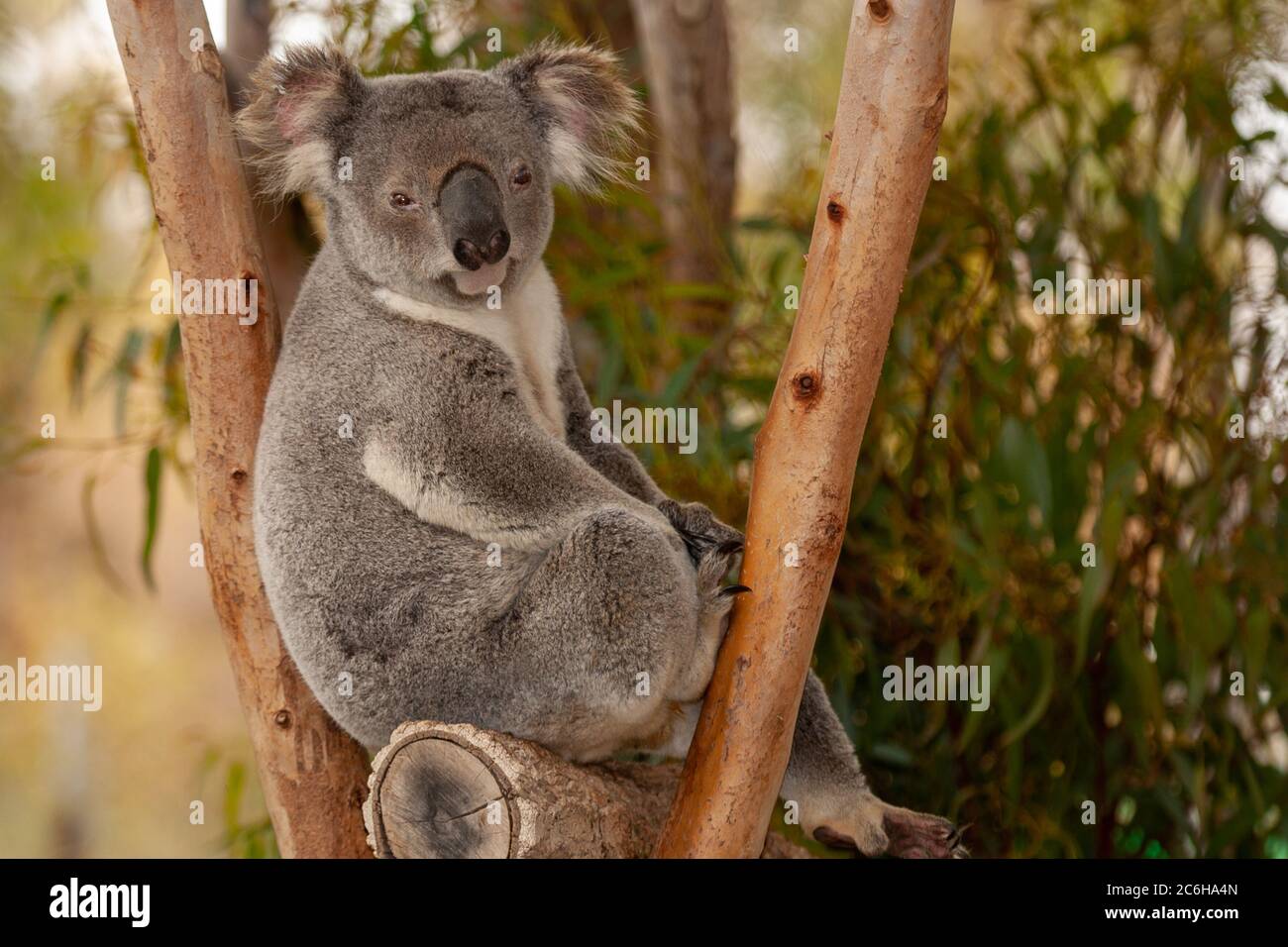 Koala Phascolarctos Cinereus Eats Leaves In An Eucalyptus Tree Stock 